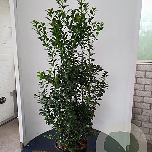 Ilex meserv. Heckenfee 100-125 cm 20L