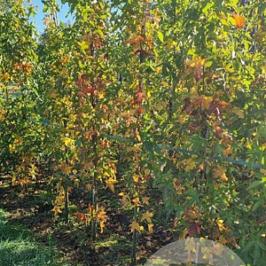 Liquidambar s. 'SlenderSilhouette' 200-250 cm met kluit 6-8 spil