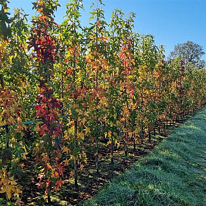 Liquidambar s. 'SlenderSilhouette' 200-250 cm met kluit 6-8 spil