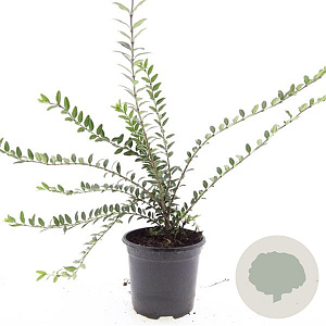 Lonicera pileata 'Moss Green' GM C1.3