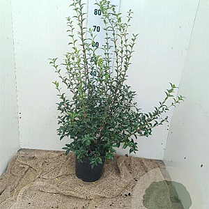 Osmanthus burkwoodii 80-100 cm 7,5L