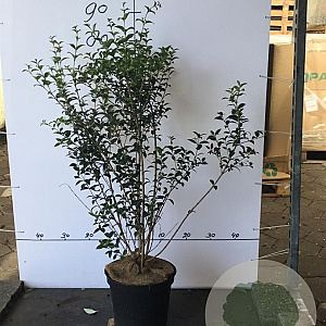 Osmanthus burkwoodii 80-100 cm 7,5L