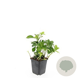 Pachysandra terminalis GM P9