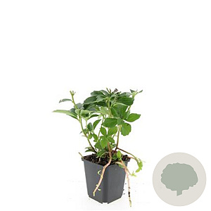 Pachysandra terminalis GM P9