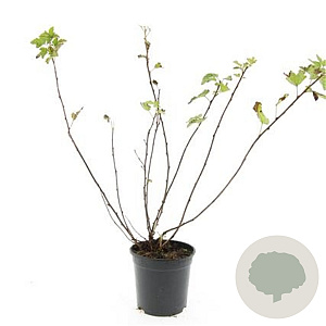 Physocarpus capitatus 'Tilden Park' GM C1.3