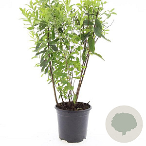 Spiraea billardii GM C1.3