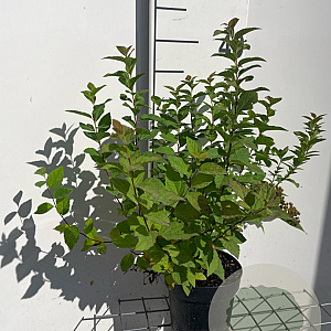 Spiraea jap. 'Manon' GM C1.3