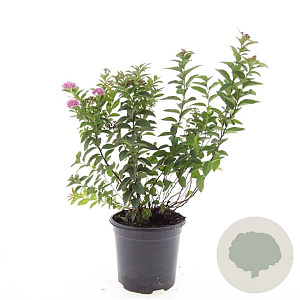 Spiraea jap. 'Manon' GM C1.3