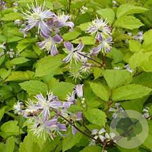 Clematis jouiniana GM C1.3