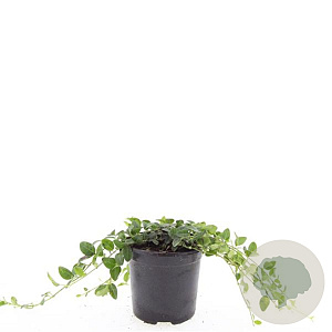 Vinca minor 'Alba' GM C1.3