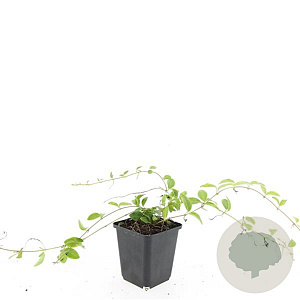 Vinca minor 'Aureovariegata' GM P9