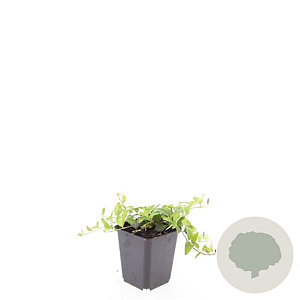 Vinca minor 'La Grave' GM P9