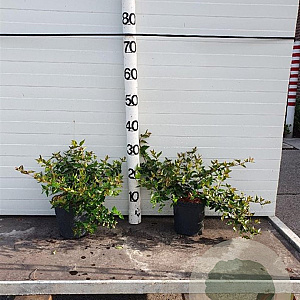 Abelia grandiflora 20-25 cm 2,0L