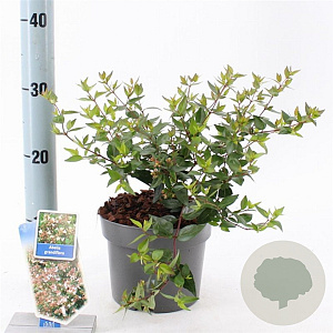 Abelia grandiflora 20-25 cm 2,0L