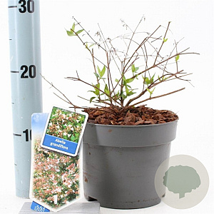 Abelia grandiflora 20-25 cm 2,0L