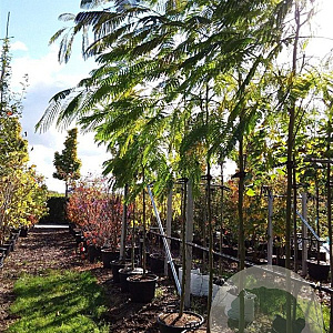 Albizia julibrissin 8-10 HO container