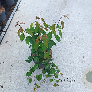 Amelanchier lamarckii 80-100 cm C1