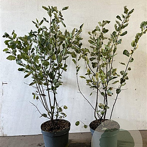 Amelanchier lamarckii 80-100 cm 7,5L