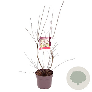 Amelanchier lamarckii 100-120 cm 7,5L