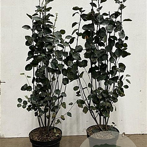 Amelanchier spicata 80-100 cm 7,5L