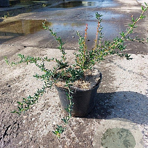 Berberis stenophylla 30-40 cm 3,0L