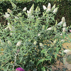 Buddleja 'Reve de Papillon White' 30 cm 2,0L