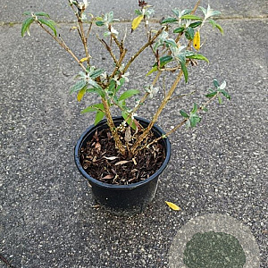 Buddleja d. 'Pink Delight' 20-30 cm 2,0L