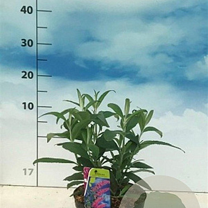 Buddleja d. 'Pink Delight' 40-50 cm 3,0L