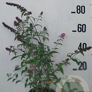 Buddleja d. 'Pink Delight' 60-80 cm 10L