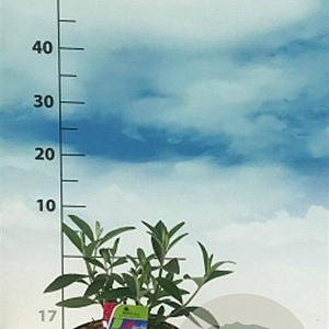 Buddleja d. 'Royal Red' 40-50 cm 3,0L