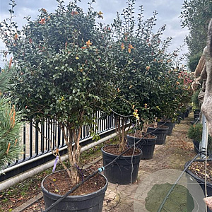 Camellia sasanqua 180-200 cm container meerstammig solitair