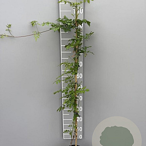 Campsis radicans 100-125 cm 2,0L