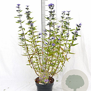 Caryopteris cland. 'Heavenly Blue' 30-40 cm 3,0L