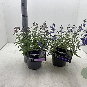 Caryopteris cland. 'Heavenly Blue' 30-40 cm 3,0L