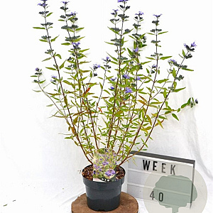 Caryopteris cland. 'Heavenly Blue' 30-40 cm 3,0L