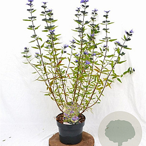 Caryopteris cland. 'Heavenly Blue' 30-40 cm 3,0L