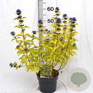 Caryopteris cland. Hint of Gold 30-40 cm 3,0L