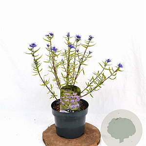 Caryopteris cland. 'Kew Blue' 30-40 cm 3,0L