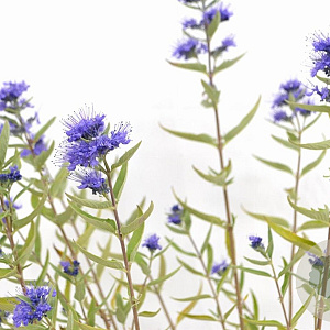 Caryopteris cland. 'Kew Blue' 30-40 cm 3,0L