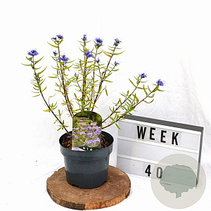 Caryopteris cland. 'Kew Blue' 30-40 cm 3,0L