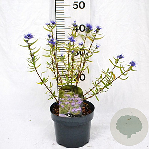 Caryopteris cland. 'Kew Blue' 30-40 cm 3,0L