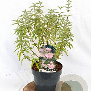 Caryopteris cland. Stephi 30-40 cm 3,0L