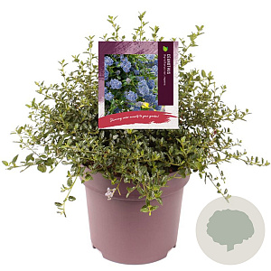Ceanothus thyrsiflorus repens 35-40 cm 10L