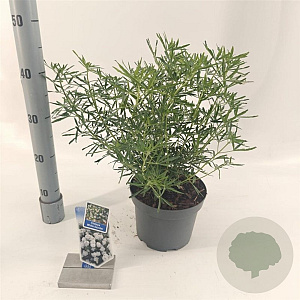 Choisya t. White Dazzler 25-30 cm 3,0L