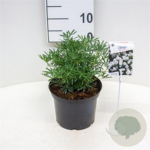 Choisya t. White Dazzler 25-30 cm 3,5L