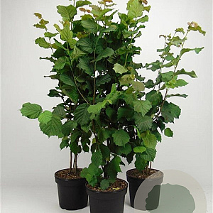 Corylus avellana 80-100 cm 7,5L