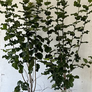 Corylus avellana 125-150 cm 7,5L