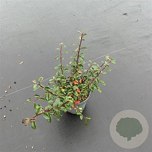 Cotoneaster radicans 'Eichholz' 25-30 cm P13