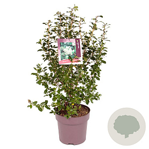 Escallonia 'Iveyi' 50-60 cm 10L