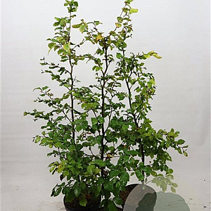 Fagus sylvatica 100-125 cm 7,5L